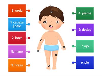 Las Partes del Cuerpo |Ms. Rodriguez's Spanish Class | PeakPower Learners 