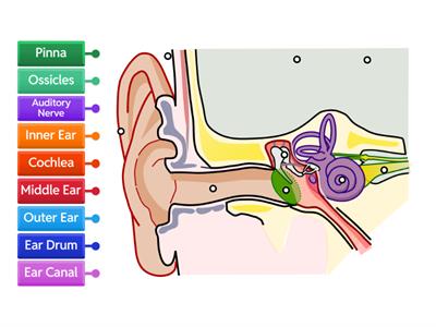 Label the Ear - Intermediate 2nd-3rd grade