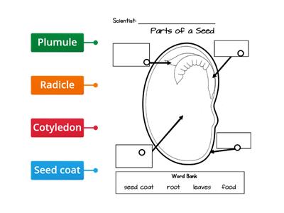 Parts of a seed