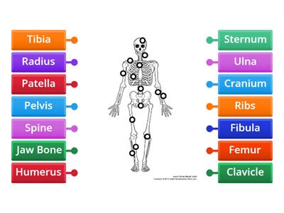 Label the Skeleton 6th