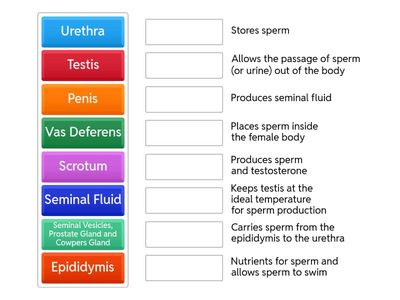 Male Reproductive System