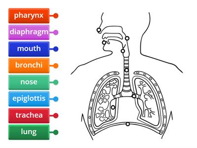 Respiratory System Diagram