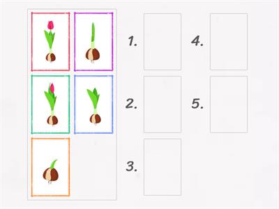 DĚJOVÁ POSLOUPNOST: tulipán