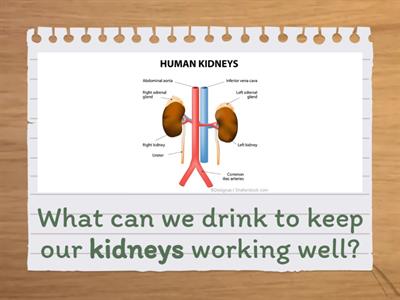 human body - english learners as 2nd language