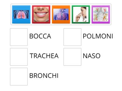 DSA Conosci le parti dell'apparato respiratorio