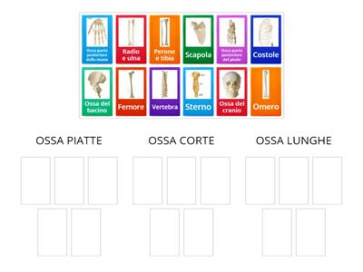 LA FORMA DELLE OSSA