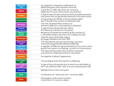 Match Up - Genetics Intro Definitions