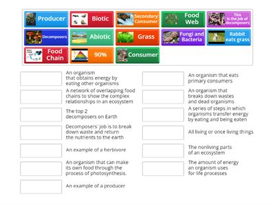 Food Chains, Food Webs and Energy Pyramids