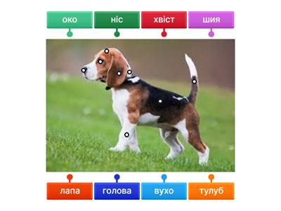 Частини тіла тварин. 1 клас