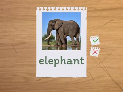 Jungle animals flashcards