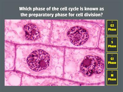 Cell Cycle