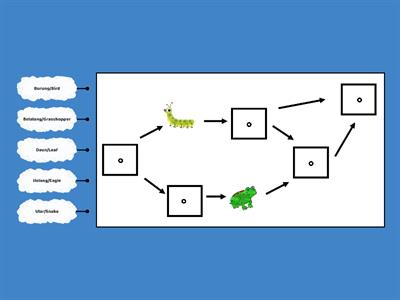 Food chain/Rantaian Makanan