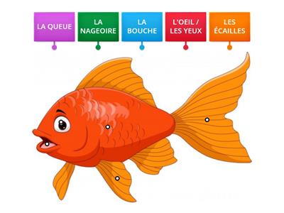 CP / CE1 - SCIENCES - LE POISSON