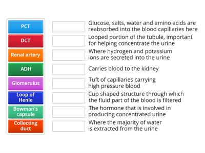 VNSA3-2.9 Kidney structure