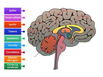 Parti dell'encefalo umano