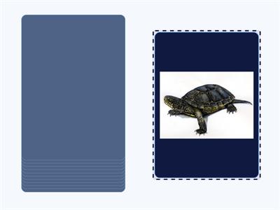 Автоматизація Р в середині слова