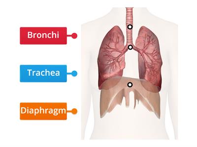 Label the Lungs