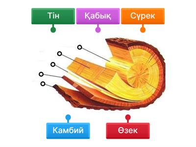 Қалыңдықтардың етегінің астынан түсірілген порнографиялық суреттер
