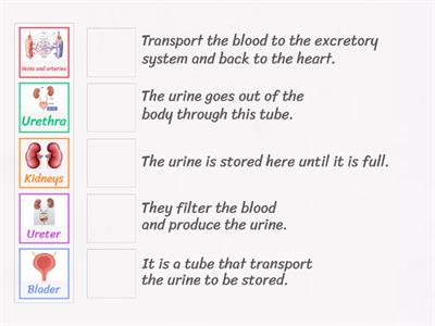 Excretory system jobs