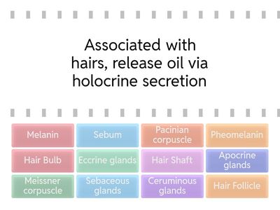 Review: Vocabulary 2- Integumentary System
