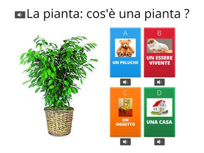 LE PARTI DI UNA PIANTA 