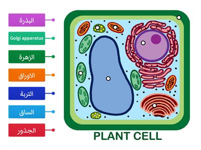 النبات اجزاء