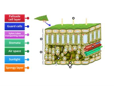 Leaf Structure - Secure