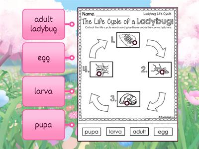 Life Cycle of a Ladybug 