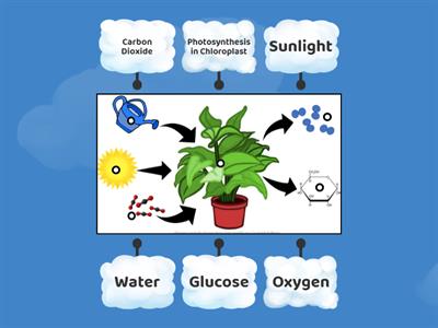 Photosynthesis Diagram Labeling