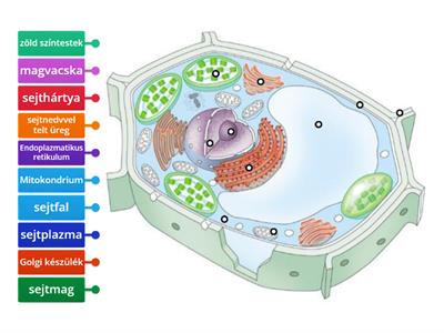 Növényi sejt felépítése 