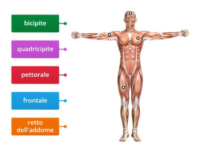 Sistema muscolare