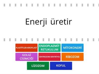 7. SINIF FEN BİLİMLERİ HÜCRE