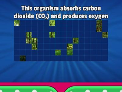 Carbon Cycle Reveal