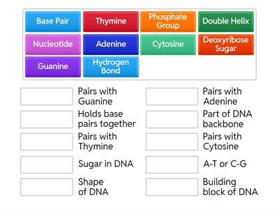 DNA Structure Match-Up