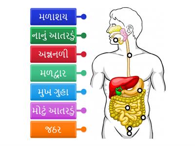 પાચન તંત્ર      બ્રાંચ શાળા 4