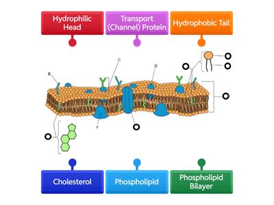 Cell Membrane Diagram