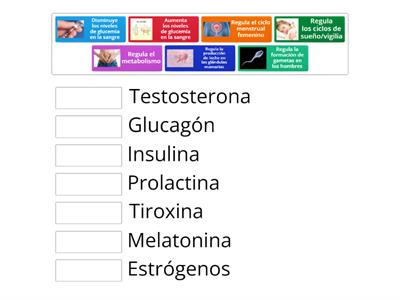 Las funciones de las hormonas