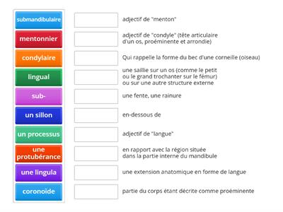 Français médical - La mandibule: vocabulaire