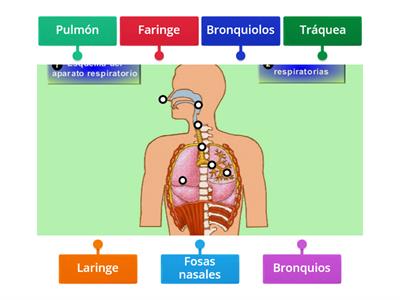 Aparato respiratorio