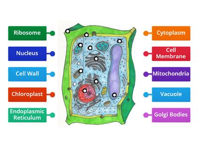 Plant Cell