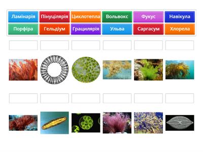 Біологія 7-клас  Водорості
