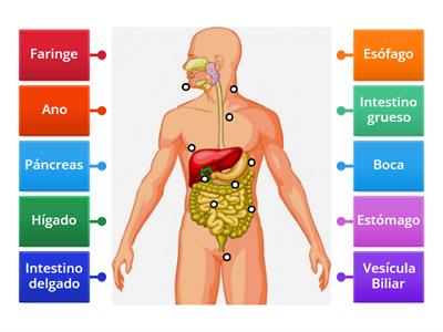 Sistema digestivo