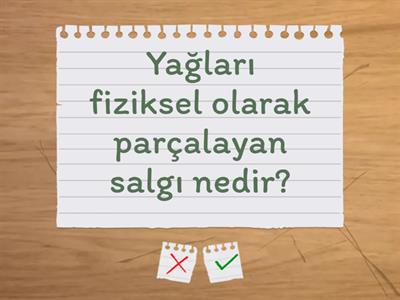 Sindirim Sistemi Organları ve Görevleri