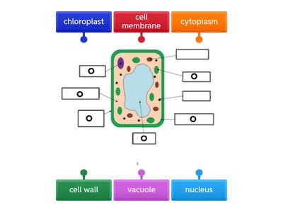 Plant Cell to Label
