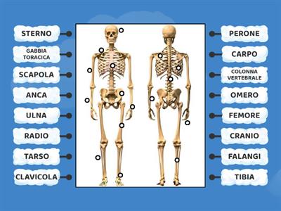 IL SISTEMA SCHELETRICO BES