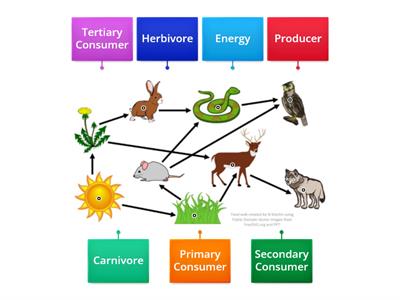 Food Web