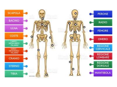 Lo scheletro: le ossa
