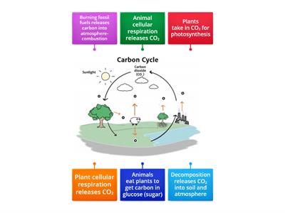 Carbon Cycle