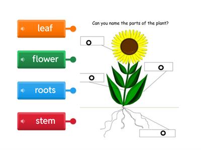  Parts of a plant sou. vaishali Ammanawar 