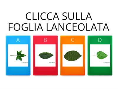 FORME DIVERSE DELLE FOGLIE